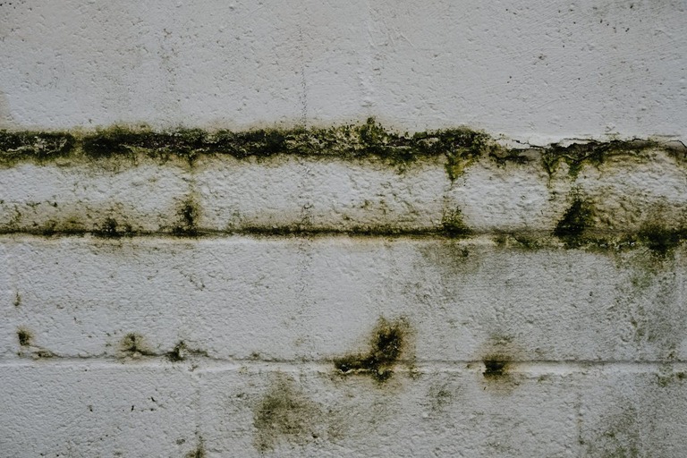 mold removal and mold remediation in metro atlanta, ga