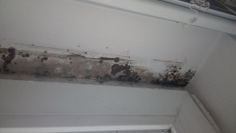 ceiling mold remediation & mold removal service by Aquaflame Restores It