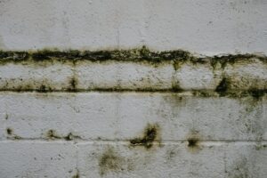 mold removal and mold remediation in powder springs, ga