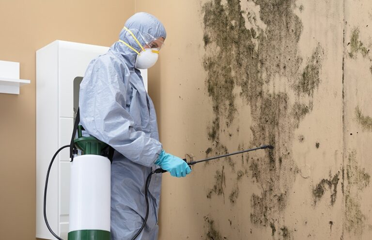 mold removal and mold remediation in metro atlanta, ga