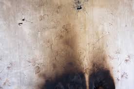mold removal and mold remediation in metro atlanta, ga