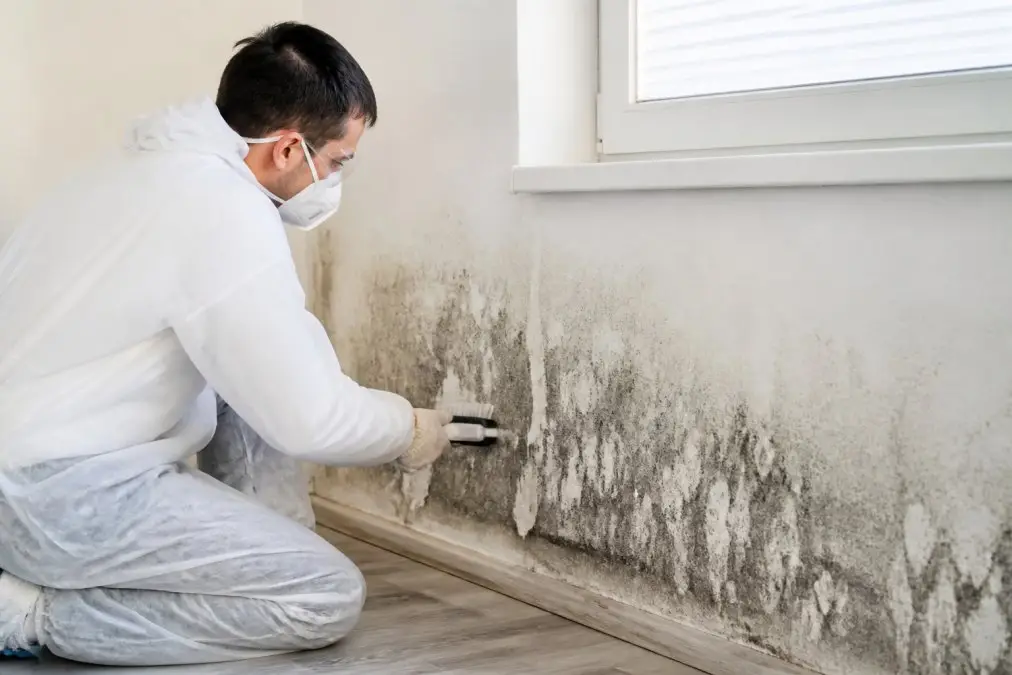 Alternatives to Full Mold Removal Before Listing