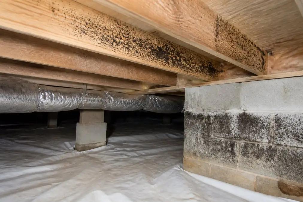 How to Prevent Crawlspace Mold Growth: 2026 Guide