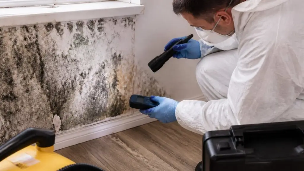 Benefits of Professional Mold Inspection: 2026 Guide